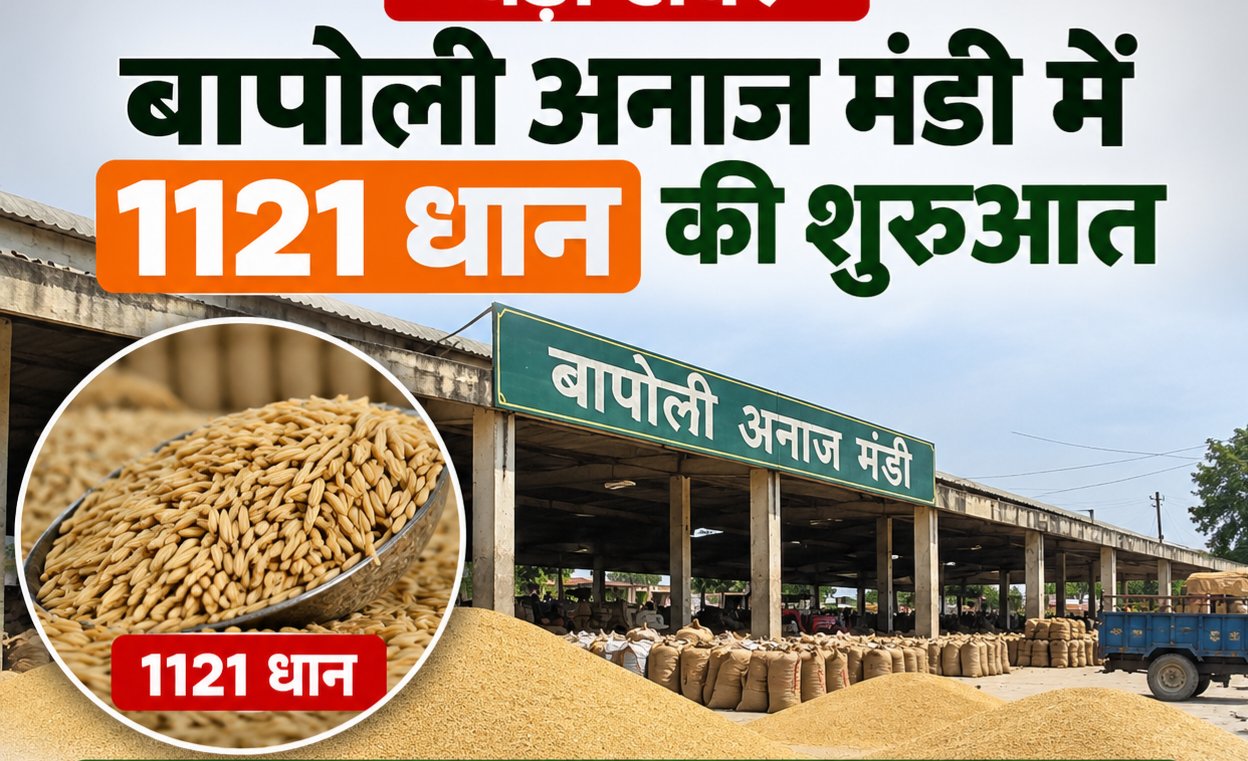 बापौली अनाज मंडी में 1121 धान की पहली ढेरी पहुंची!