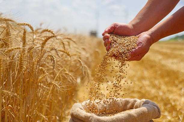 बीजों की गुणवत्ता पर कृषि विभाग सख्त, 10 सैंपल जांच के लिए भेजे